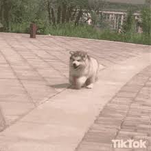 A section of digg solely dedicated to collecting and promoting the best and most interesting video content on the internet. Fat Dog Gifs Tenor