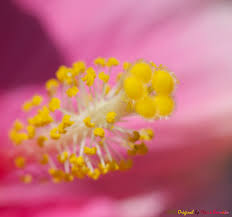 Image result for Hibiscus malacospermus