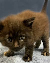 A cat with unruly white and brown fur, pink pointy ears, white whiskers and yellow eyes, sits on the floor while looking aheadclick here to see all scenes containing this cartoon. Rare Male Tortoiseshell Cat Attracts 100s Wanting To Adopt Abc News