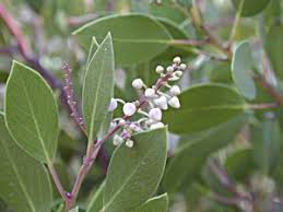 Image result for Hunteria densiflora