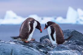If they live near the north or the south pole 3. 29 Penguin Facts You May Not Know Discover The World Blog