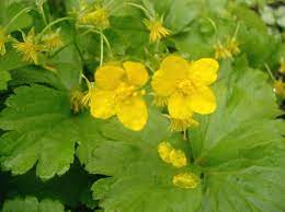 Check spelling or type a new query. The Barren Strawberry Is Not Edible Its A Wild Flower That Looks Like A Strawberry Plant And Tries To Live With Strawberry Plants Plants Perennial Vegetables