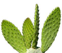 Download Cactus Png Image Transparent Picture Png Lux