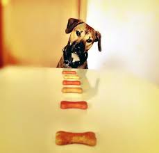 Kedi köpek gibi kavga etmek. hemen her dilde. Kopekler Neden Cignemeden Yutma Egilimi Gosterirler