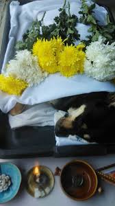 The group has received strong. Pets In Peace Malaysia Pets Cremation Services