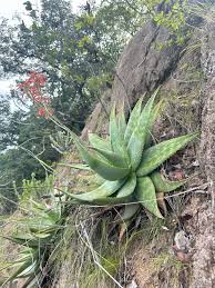 Image result for Aloe bicomitum