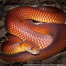 Deadly And Dangerous Australian Animals Snake Australian Animals Venomous Animals