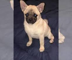 1,694 likes · 8 talking about this · 27 were here. Puppyfinder Com Pom A Pug Puppies Puppies For Sale Near Me In Florida Usa Page 1 Displays 10