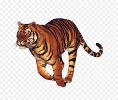 Choose from 130+ tiger cartoon graphic resources and download in the form of png, eps, ai or psd. Tiger Cartoon