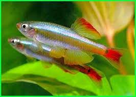 Cara Merawat Ikan Hias Zebra Hongkong Dunia Fauna Hewan Binatang Tumbuhan Di 2020 Aquarium Ikan Ikan Binatang