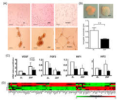 Zf allows vehicles to see, think and act. Cells Free Full Text Experimental Type 2 Diabetes Differently Impacts On The Select Functions Of Bone Marrow Derived Multipotent Stromal Cells Html