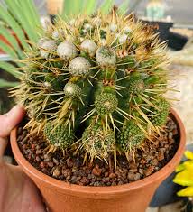 Image result for Albuca sp. no. 1