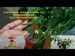 Bukan itu sahaja dengan menggunakan kaedah ini anda juga boleh mendapat banyak pokok cili. Cara Cara Tanam Pokok Cili Hydroponic Youtube