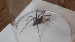 Spinnen gehören für die meisten von uns nicht in die wohnung. Spinnen Invasion Im September Ein Experte Erklart Das Phanomen Ratgeber Bild De