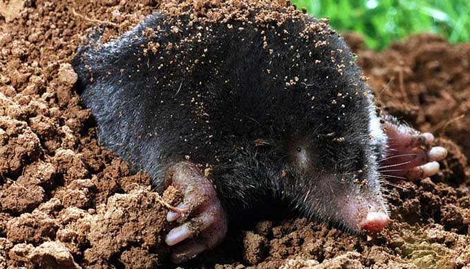 The Mole · Creation.com