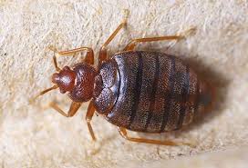 Diese lebewesen werden auch wirt genannt. Parasiten Sehen Sie Was Ihre Haut Frisst Parasiten