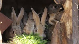 It is completely harmful to the rabbits to eat corn. Domestic Rabbits In A Cage Family Gray Rabbits Eat Grass Leaves And Corn Bunny Sniffing Domestic Farming In The Village With Stock Video Video Of Fresh Gray 72392609