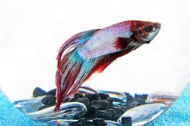 The v is capitalized so it is. Veil Tail Betta Fish Care