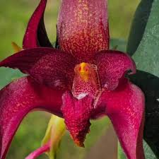 Image result for Bulbophyllum humblotii