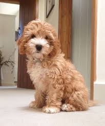 Cockapoo puppies for sale ready springtime 2021. Pin By Linda Bruce On Dog House In 2020 Best Dog Toys Cockapoo Puppies Cute Dogs