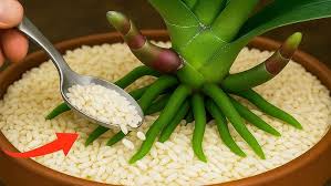 Image result for Polystachya malilaensis