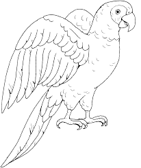 Parrot Line Drawing Line Drawing Bird Drawings Animal Coloring Pages Bird Coloring Pages