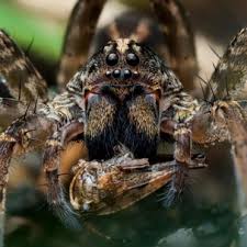 Image result for wolf spider bite skin