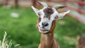 Or any of the other 9309 slang words, abbreviations and acronyms listed here at internet slang? Goats Are Taking Over Riverside Park For The Annual Running Of The Goats