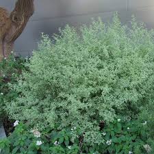 Image result for Laportea ovalifolia