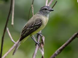 Image result for Tarenna leonardii