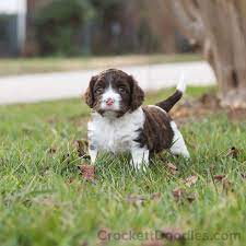 Mini Chocolate And White Springerdoodle Pup Springerdoodle Sproodle Puppies Doodle Puppy