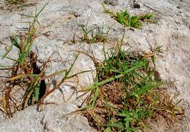 Image result for Paspalum vaginatum
