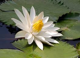 Image result for Nymphaea lotus
