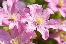 We did not find results for: Waldrebe Comtesse De Bouchaud Clematis Hybriden Comtesse De Bouchaud Gunstig Online Kaufen