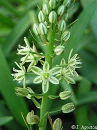 Image result for Albuca nigritana