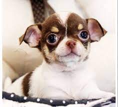 The chihuahua is one of the smallest breeds of dog, and is named after the mexican state of chihuahua. Teacup Chihuahua For Sale Best Available Discount Online