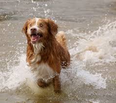 Image result for nova scotia duck tolling retrívr