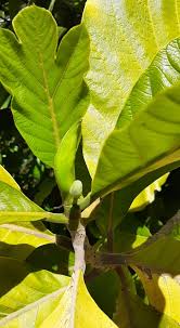 Image result for Trilepisium madagascariense