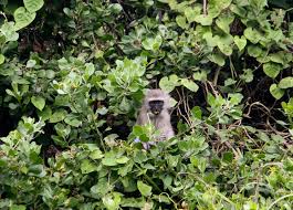 Image result for Polysphaeria lanceolata