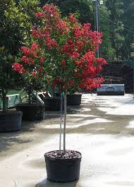 Dynamite Crape Myrtle 15 Gallon Standard Crape Myrtle Front Of House Plants Garden Yard Ideas