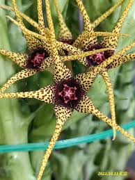Image result for Orbea caudata
