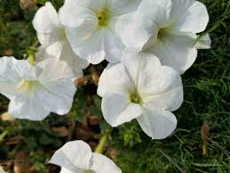 Image result for Petunia axillaris