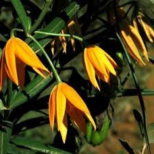 Image result for Littonia modesta