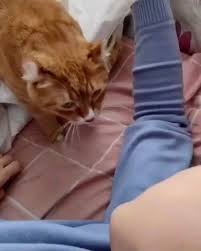 Lovely Cat Video In 2020 Funny Cute Cats Cute Funny Animals Cute Baby Animals