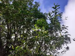 Image result for Elaeodendron orientale