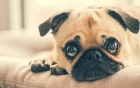 Pug Wallpaper Forever Wallpapers See more ideas about pug wallpaper, pugs, cute pugs. pug wallpaper forever wallpapers