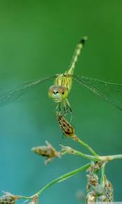 256 dragonfly hd wallpapers and background images. Dragonfly Iphone Wallpaper Hd 768x1280 Wallpaper Teahub Io