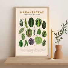 Image result for Marantaceae