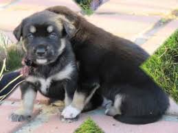 Raising a rottweiler husky mix puppy. Rottweiler And Husky Mix Puppies Very Cute Youtube