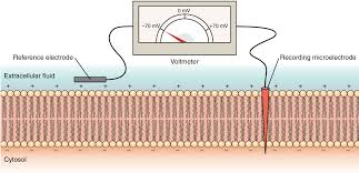 All living cells have something known as a cell membrane. The Action Potential Anatomy And Physiology